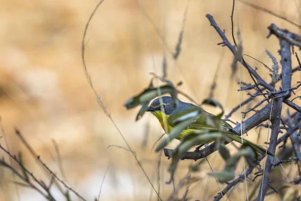 Narancs Mellű Bushshrike Bujkál Bokor Kruger Nemzeti Park Dél Afrika — Stock Fotó