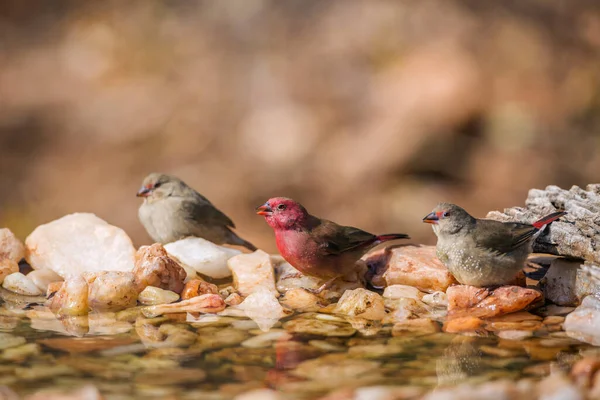Three Red Billed Firefinch Maschio Femmina Standint Waterhole Kruger National — Foto Stock