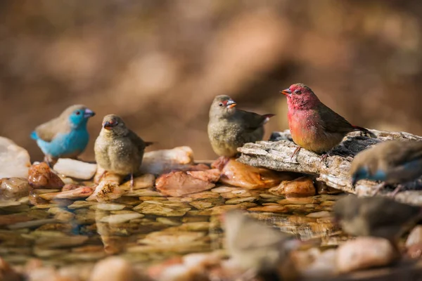 位于南非克鲁格国家公园的水坑中 红嘴菲奥奇和蓝嘴科龙布鲁站在水坑中 埃斯特里迪达的特科家族Lagonosticta Senegala — 图库照片