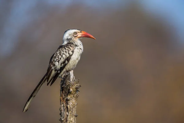 Southern Red Billed Hornbill Standing Trunk Natural Background Kruger National — Stock Photo, Image