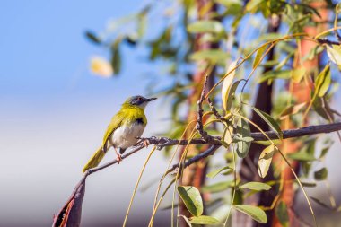 Sarı göğüslü Apalis erkeği Kruger Ulusal Parkı, Güney Afrika 'da çalılıkta duruyor; Specie Apalis flavida familyası Cisticolidae
