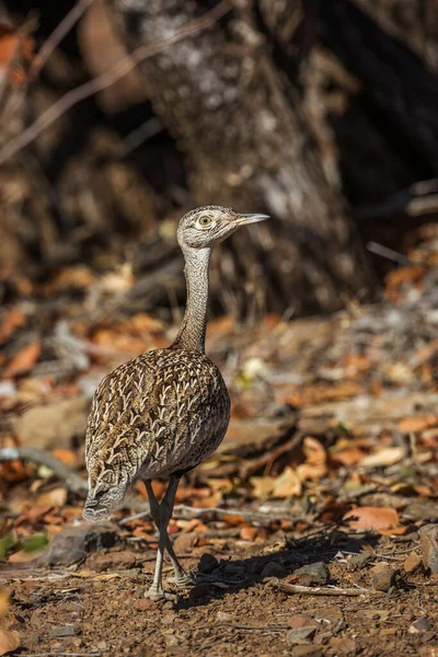 Rothaubentrappen Weibchen Kruger Nationalpark Südafrika Familie Lophotis Ruficrista Von Otididae — Stockfoto