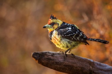 Güney Afrika 'daki Kruger Ulusal Parkı' nda sonbahar renklerine sahip bir kütüğün üzerinde duran Barbet; Ramphastidae ailesinden Specie Trachyphonus vaillantii