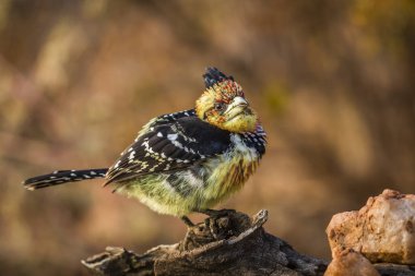 Güney Afrika 'daki Kruger Ulusal Parkı' nda sonbahar renklerine sahip bir kütüğün üzerinde duran Barbet; Ramphastidae ailesinden Specie Trachyphonus vaillantii