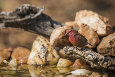 Güney Afrika 'daki Kruger Ulusal Parkı' ndaki bir su birikintisinde duran kırmızı gagalı Firefinch; Estrildidae 'den Specie ailesi Lagonosticta senegala