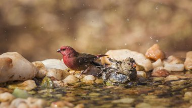 Güney Afrika 'daki Kruger Ulusal Parkı' nda yüzen kırmızı gagalı Firefinch çifti; Estrildidae 'den Specie ailesi Lagonosticta senegala