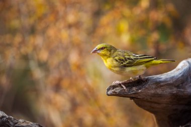 Village weaver standing on a log with fall colors background in Kruger National park, South Africa ; Specie Ploceus cucullatus family of Ploceidae clipart