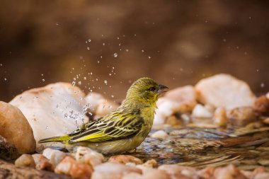 Güney Afrika Kruger Ulusal Parkı 'ndaki su birikintisinde yüzen köy dokumacı; Ploceidae familyasından Specie Ploceus cucullatus.