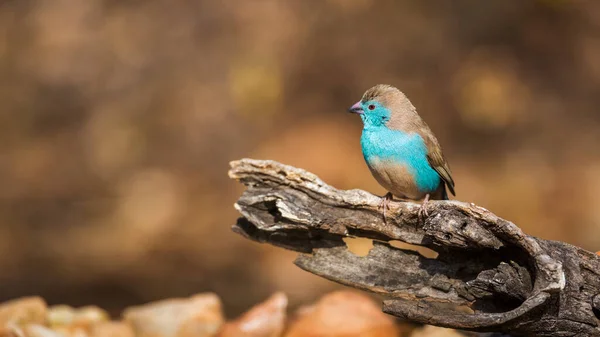 Modrá Prsa Cordonbleu Stojící Kmeni Podzimními Barvami Pozadí Kruger National — Stock fotografie