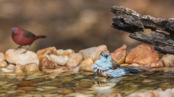 Blaubrust Cordonbleu Beim Baden Kruger Nationalpark Südafrika Uraeginthus Angolensis Familie — Stockfoto