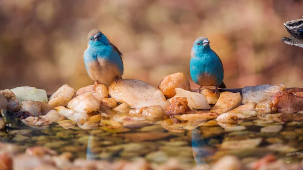 Два Голубогрудых Кордонблю Стоят Водопоя Национальном Парке Крюгер Южная Африка — стоковое фото