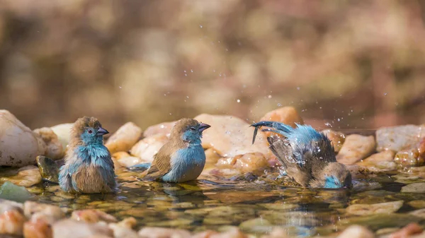Drie Cordonbleu Met Blauwe Borsten Badend Een Waterpoel Kruger National — Stockfoto
