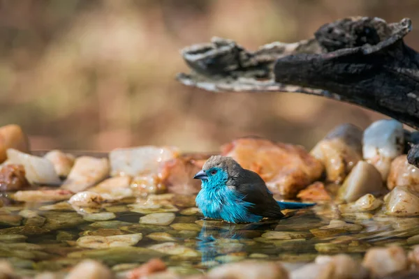 Blauwborst Cordonbleu Badend Waterpoel Kruger National Park Zuid Afrika Soort — Stockfoto