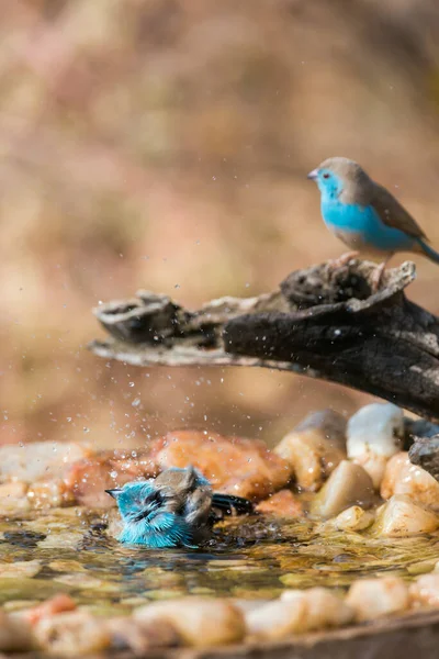 Twee Cordonbleu Met Blauwe Borsten Badend Een Waterpoel Het Kruger — Stockfoto