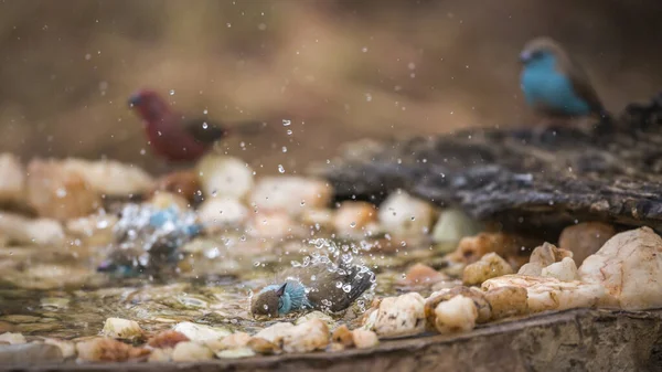 Три Голубогрудых Кордонблю Купаются Водоёме Национальном Парке Крюгер Южная Африка — стоковое фото
