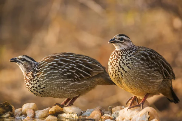 Two Crested Francolin Drinking Waterhole Kruger National Park África Sul — Fotografia de Stock