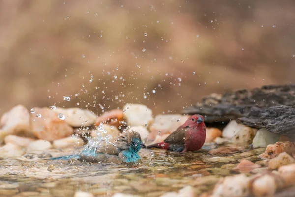 Jameson Firefinch Blue Cordonbleu Güney Afrika Daki Kruger Ulusal Parkı — Stok fotoğraf