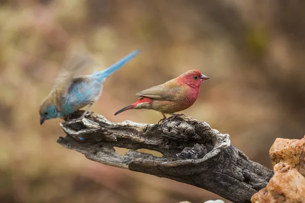 Blue Breasted Cordonbleu Red Billed Firefinch Standing Log Kruger National — Stock Photo, Image