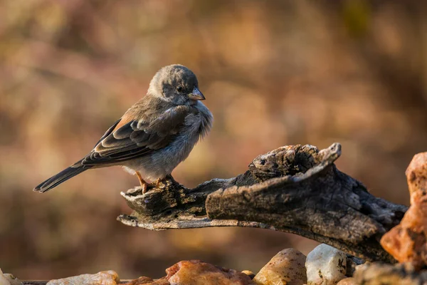 Southern Grey Headed Sparrow Staande Een Boomstam Kruger National Park — Stockfoto