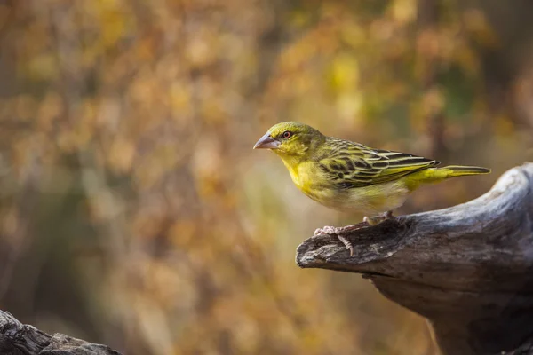 Dorfweber Auf Einem Baumstamm Mit Herbstlichem Hintergrund Kruger Nationalpark Südafrika — Stockfoto