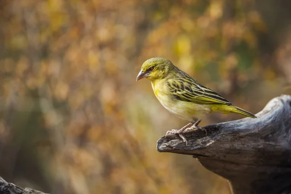 Village Weaver Álló Rönk Őszi Színek Háttér Kruger Nemzeti Park — Stock Fotó