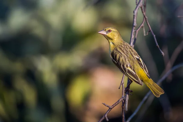 Dorpswever Staand Een Tak Met Natuurlijke Achtergrond Kruger National Park — Stockfoto