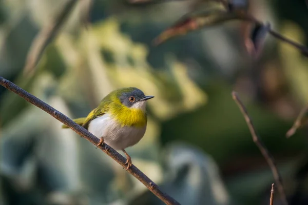 Apalis Pecho Amarillo Pie Arbusto Parque Nacional Kruger Sudáfrica Especie — Foto de Stock