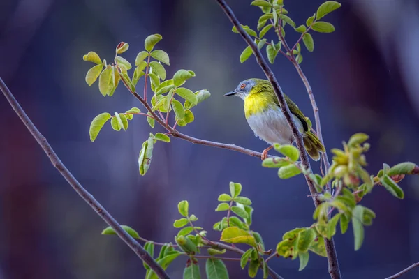 Gelbbrust Apalis Krüger Nationalpark Südafrika Art Apalis Flavida Aus Der — Stockfoto