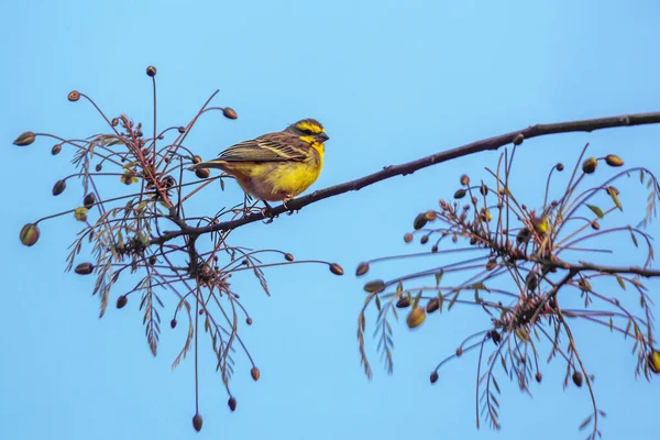 Yellow Fronted Canary Standing Branch Isolated Blue Sky Kruger National — Stock Photo, Image
