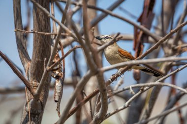 Güney Afrika 'daki Kruger Ulusal Parkı' ndaki çalılıklarda saklanan siyah taçlı Tchagra; Malaconotidae ailesinden Specie Tchagra Senegalus