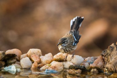 Güney Afrika 'daki Kruger Ulusal Parkı' ndaki su birikintisinde duran Scrub Robin 'i Red destekledi; Specie Cercotrichas löcophrys Musicapidae ailesi