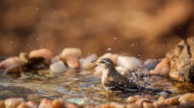 Kırmızı, Güney Afrika Kruger Ulusal Parkı 'ndaki su birikintisinde yıkanan Robin' i destekledi; Specie Cercotrichas löcophrys Musicapidae ailesi
