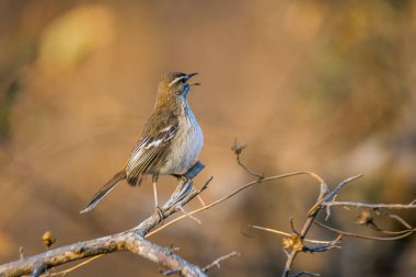 Red, Güney Afrika Kruger Ulusal Parkı 'nda sabah ışığında şarkı söyleyen Scrub Robin' i destekledi; Specie Cercotrichas löcophrys Musicapidae ailesi