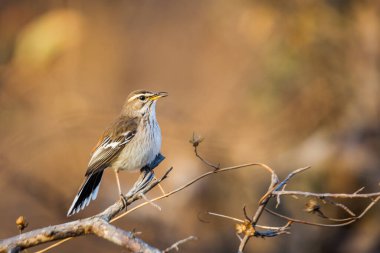 Red, Güney Afrika Kruger Ulusal Parkı 'nda sabah ışığında şarkı söyleyen Scrub Robin' i destekledi; Specie Cercotrichas löcophrys Musicapidae ailesi