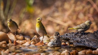 Güney Gri Başlı Serçe ve Köy Kruger Ulusal Parkı 'ndaki su birikintisinde banyo yapıyor Specie Passer difüzus ve Ploceus guguk kuşu