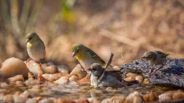 Güney Gri Başlı Serçe ve Köy Kruger Ulusal Parkı 'ndaki su birikintisinde banyo yapıyor Specie Passer difüzus ve Ploceus guguk kuşu