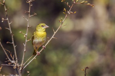 Güney Afrika 'daki Kruger Ulusal Parkı' nda bir çalılıkta duran dokumacı; Ploceidae ailesinden Specie Ploceus cucullatus