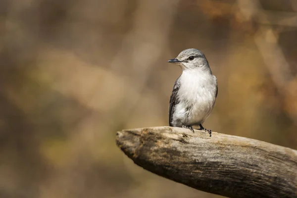 Güney Afrika Daki Kruger Ulusal Parkı Nda Doğal Geçmişi Olan — Stok fotoğraf