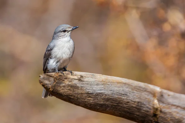 南非克鲁格国家公园的Ashy Flycatcher站在天然背景的原木上 Musicapidae的Specie Muscicapa Caerulescens科 — 图库照片