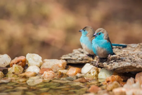 Two Blue Breasted Cordonbleu Standing Waterhole Kruger National Park South — Stock Photo, Image