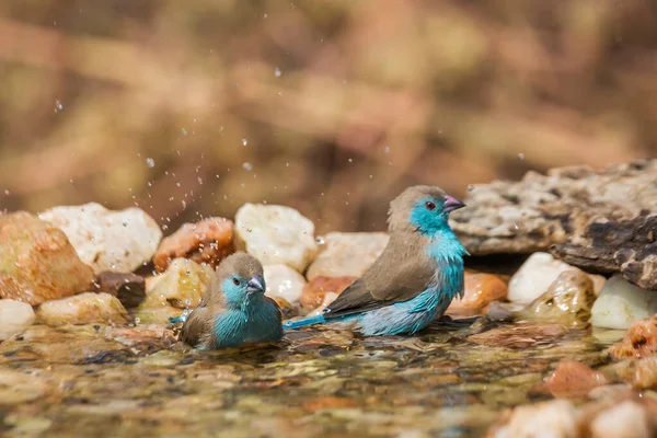 Due Cordonbleu Dal Petto Blu Che Fanno Bagno Nella Pozza — Foto Stock