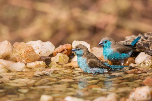 Twee Cordonbleu Met Blauwe Borsten Badend Een Waterpoel Het Kruger — Stockfoto
