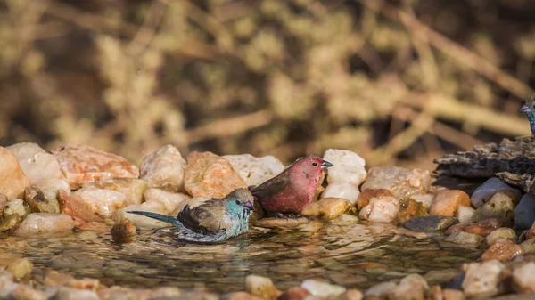 南非克鲁格国家公园的Jameson Fifinch和Blue Breasted Cordonbleu在水坑中洗澡 Estrildidae的Specie Lagonosticta Rhodopareia和Uraeginthus Angolensis家族 — 图库照片