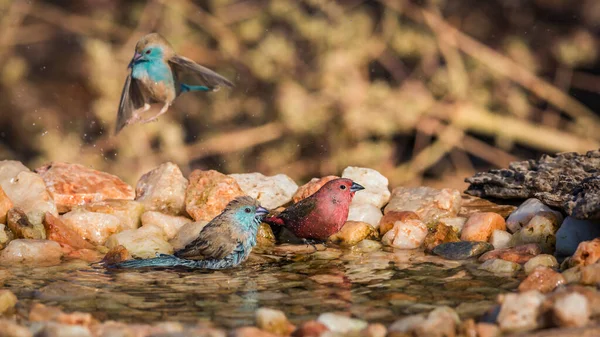 Jameson Firefinch Blue Breasted Cordonbleu Bathing Waterhole Kruger National Park —  Fotos de Stock