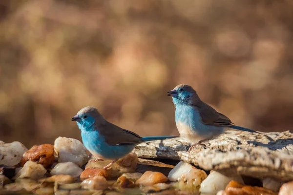 Twee Cordonbleu Met Blauwe Borsten Bij Een Waterpoel Het Kruger — Stockfoto