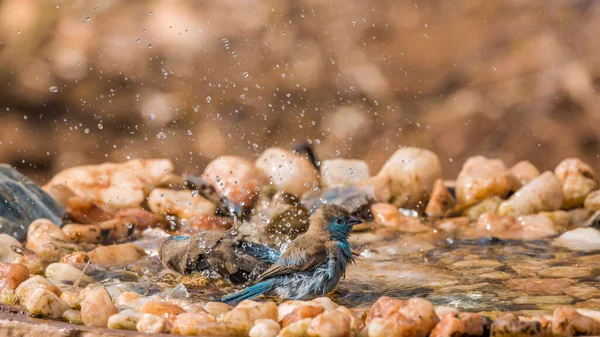 在南非克鲁格国家公园的水坑中洗澡的两只蓝胸鱼 Estrildidae的种乌拉金鱼 — 图库照片