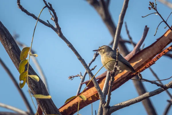 Cape Crombec Står Busken Kruger National Park Sydafrika Specie Sylvietta — Stockfoto