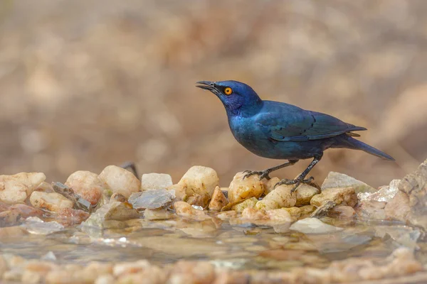 Cape Glossy Starling Stojący Przy Wodopoju Naturalnym Tłem Parku Narodowym — Zdjęcie stockowe