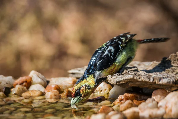 在南非克鲁格国家公园的水坑中饮酒的有信誉的Barbet Ramphastidae的Trachyphonus Vaillantii家族 — 图库照片