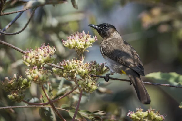 Dark Capped Bulbul Standing Flowering Plant Kruger National Park South — Stock Photo, Image